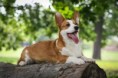 /album/dom-corgi-now-iam-here/dom-corgi-jpg/